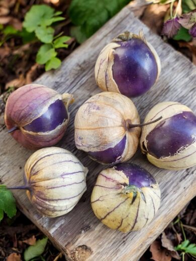 Physalis Pourpre (Physalis ixocarpa) Graines