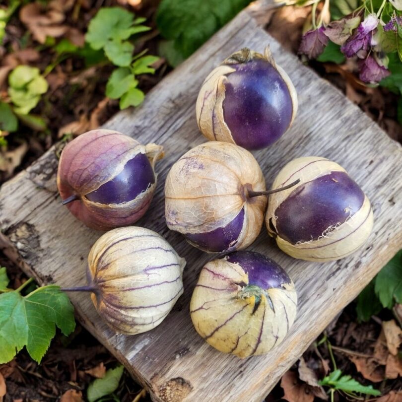 Physalis Pourpre (Physalis ixocarpa) Graines