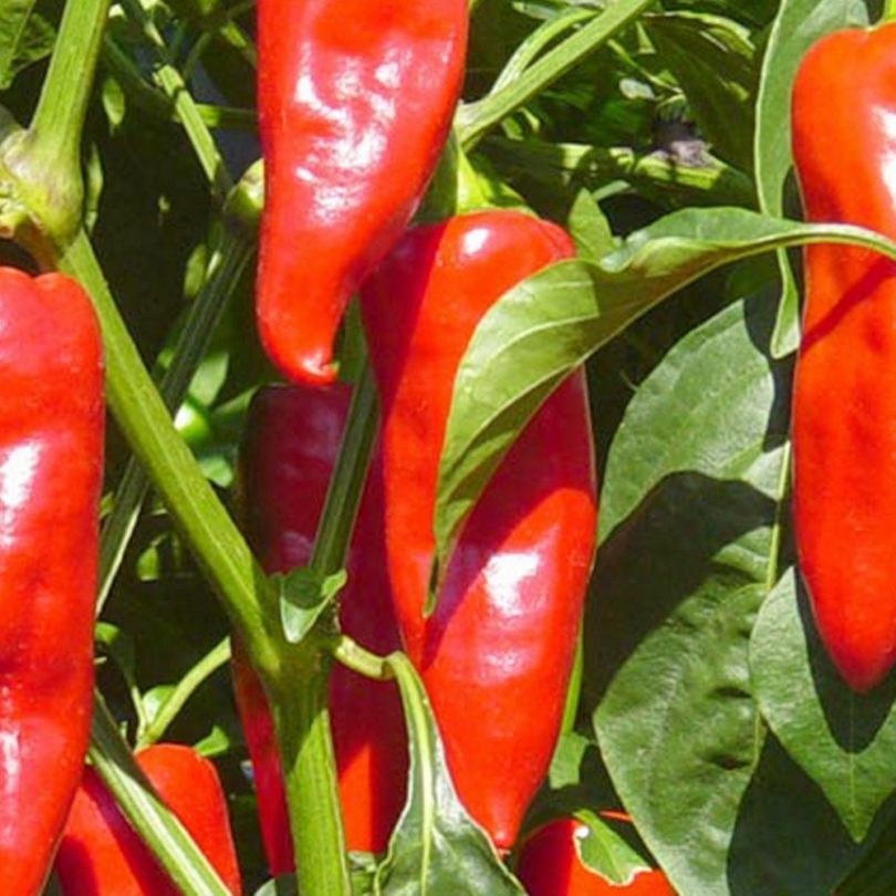 Piment basque 'Gorria' (Capsicum annuum) Graines – Image 2