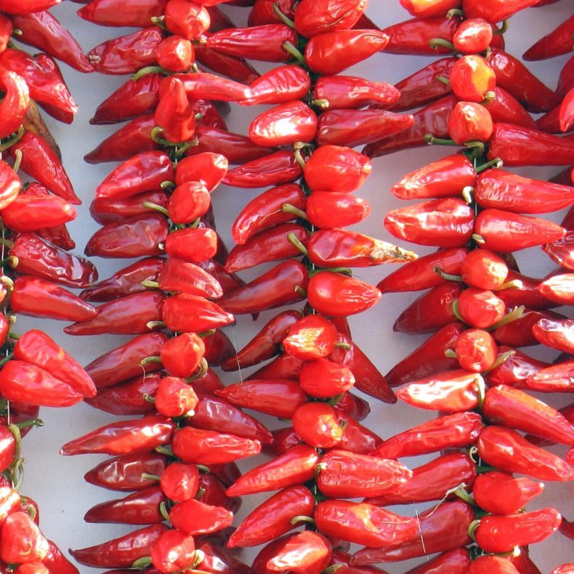 Piment basque 'Gorria' (Capsicum annuum) Graines – Image 3