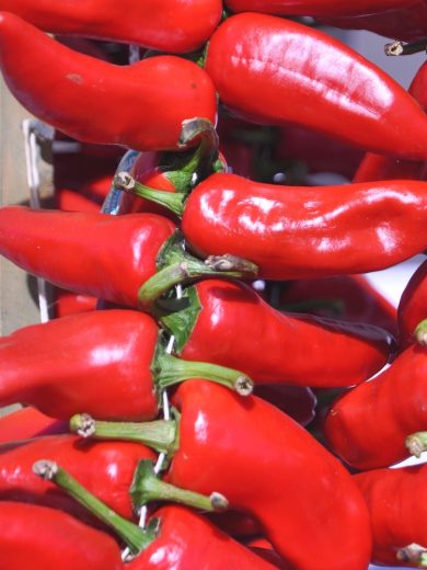 Piment basque 'Gorria' (Capsicum annuum) Graines
