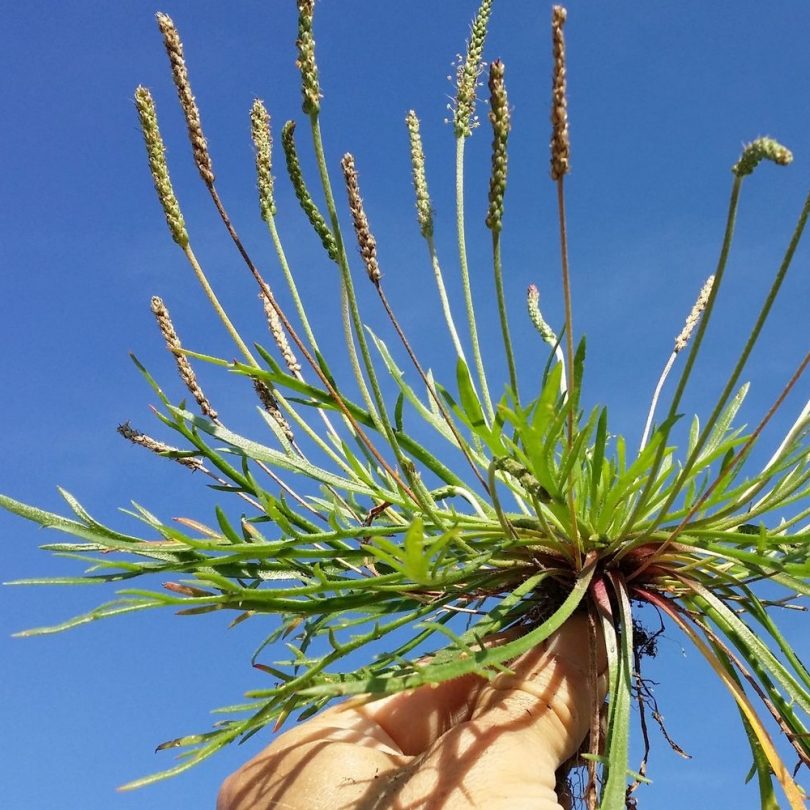 Plantain Corne de Cerf (Plantago coronopus) Graines