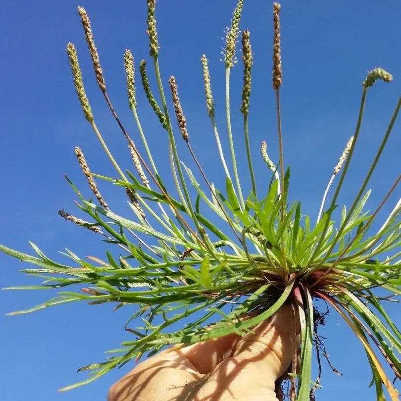 Plantain Corne de Cerf (Plantago coronopus) Graines