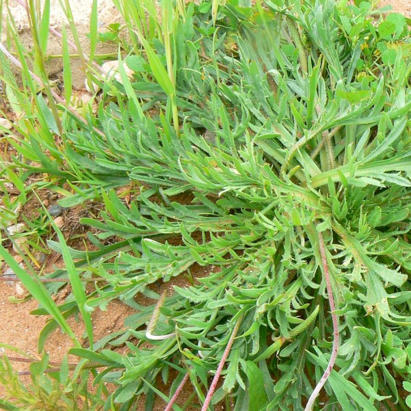 Plantain Corne de Cerf (Plantago coronopus) Graines – Image 2