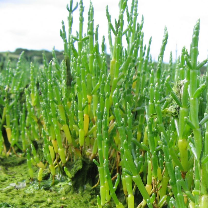 Salicorne (Salicornia europaea) Graines – Image 2