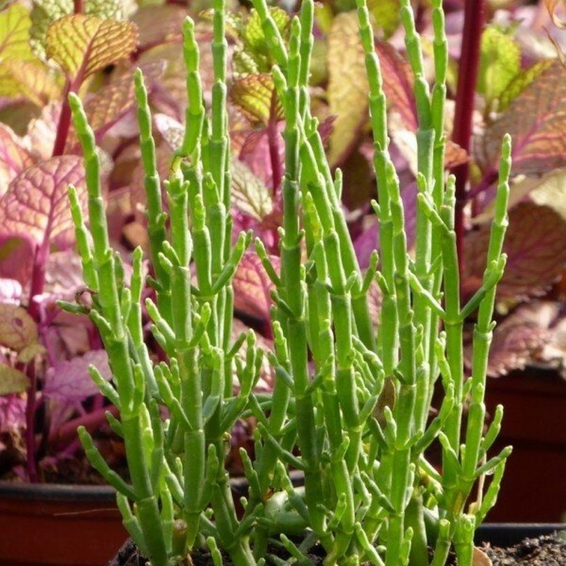 Salicorne (Salicornia europaea) Graines – Image 3