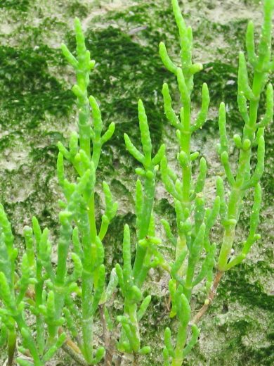 Salicorne (Salicornia europaea) Graines
