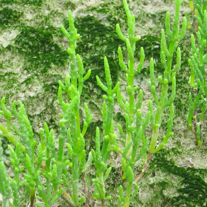 Salicorne (Salicornia europaea) Graines