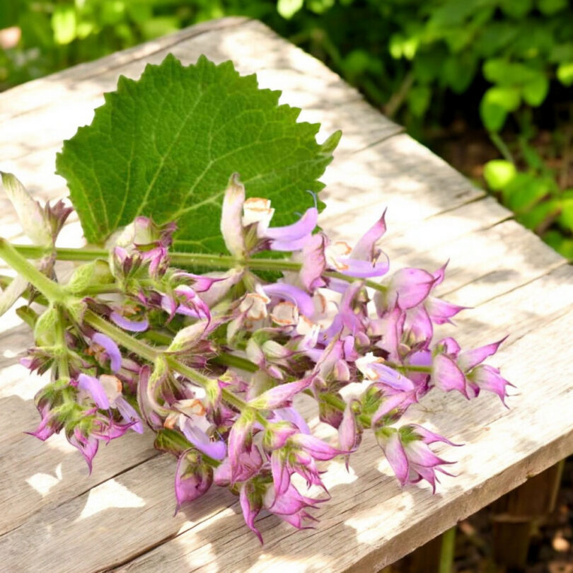Sauge sclarée (Salvia sclarea) Graines – Image 2