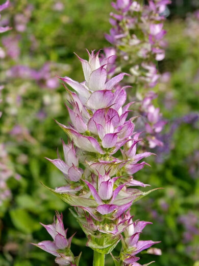 Sauge sclarée (Salvia sclarea) Graines