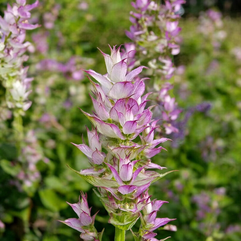 Sauge sclarée (Salvia sclarea) Graines