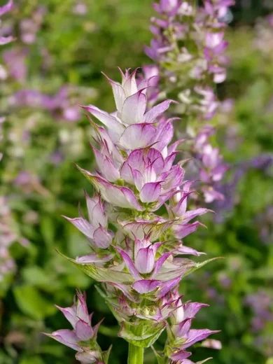 Sauge sclarée (Salvia sclarea) Graines