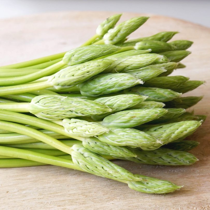Aspergette des Bois (Ornithogalum pyrenaicum) Graines – Image 2