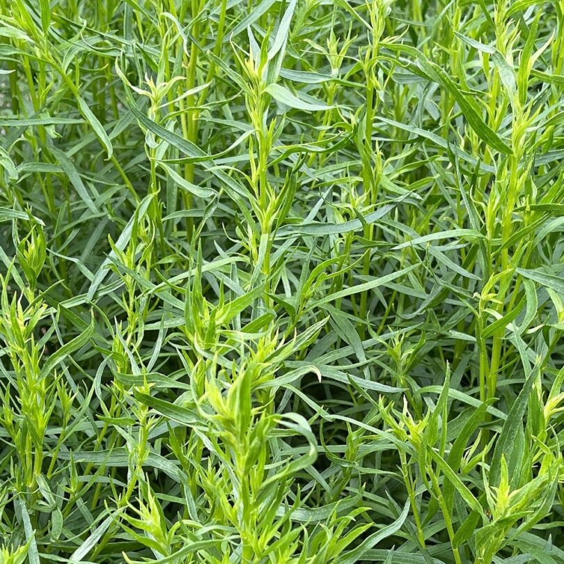 Estragon de Russie (Artemisia dracunculus) Graines – Image 2