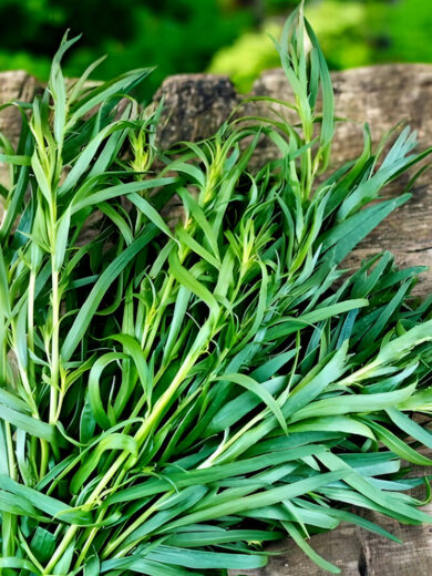 Estragon de Russie (Artemisia dracunculus) Graines
