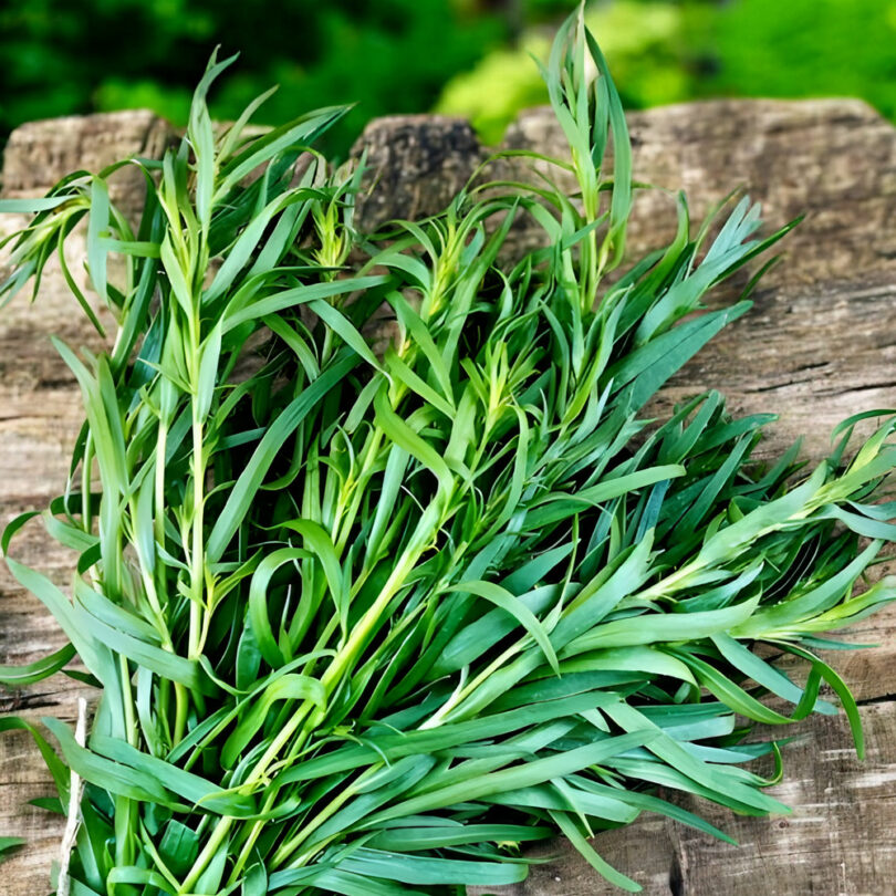 Estragon de Russie (Artemisia dracunculus) Graines
