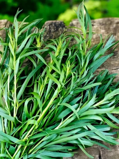 Estragon de Russie (Artemisia dracunculus) Graines