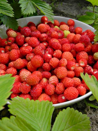 Fraisier des bois (Fragaria vesca) Graines