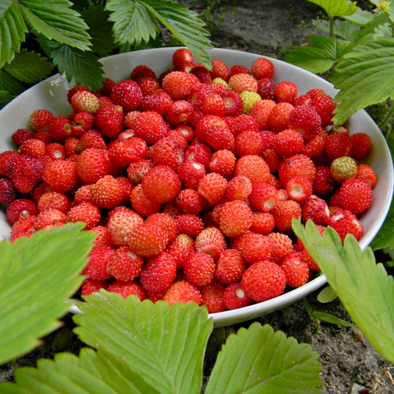 Fraisier des bois (Fragaria vesca) Graines