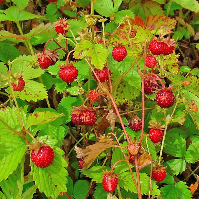 Fraisier des bois (Fragaria vesca) Graines – Image 2