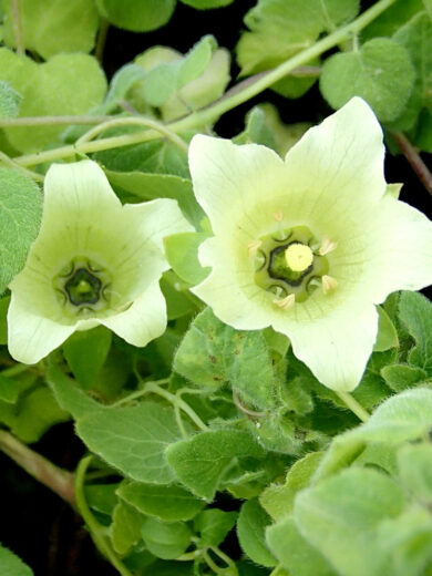 Ginseng du Pauvre (Codonopsis pilosula) Graines