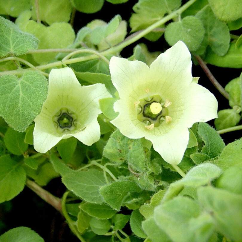 Ginseng du Pauvre (Codonopsis pilosula) Graines