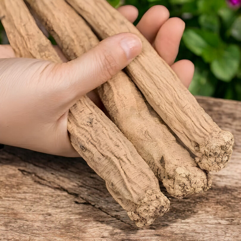 Ginseng du Pauvre (Codonopsis pilosula) Graines – Image 2