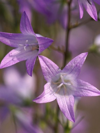 Raiponce (Campanula rapunculus) Graines