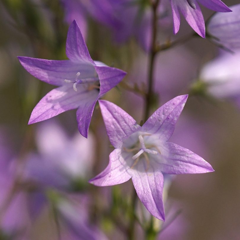 Raiponce (Campanula rapunculus) Graines
