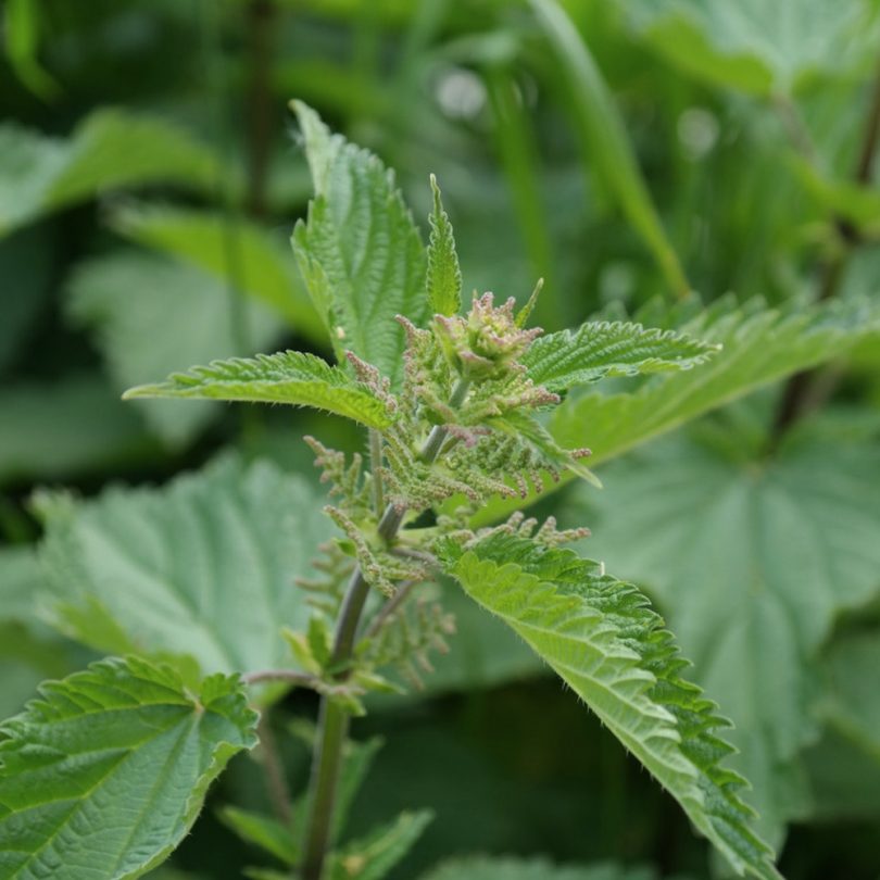 Ortie sauvage (Urtica dioica) Graines