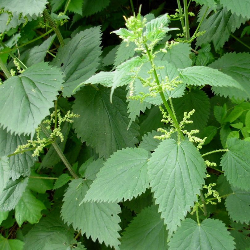Ortie sauvage (Urtica dioica) Graines – Image 2