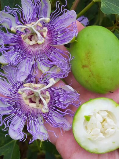 Passiflore officinale (Passiflora incarnata) Graines
