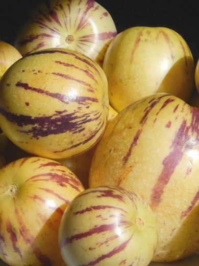 Poire-melon "Pepino" (Solanum muricatum) Graines