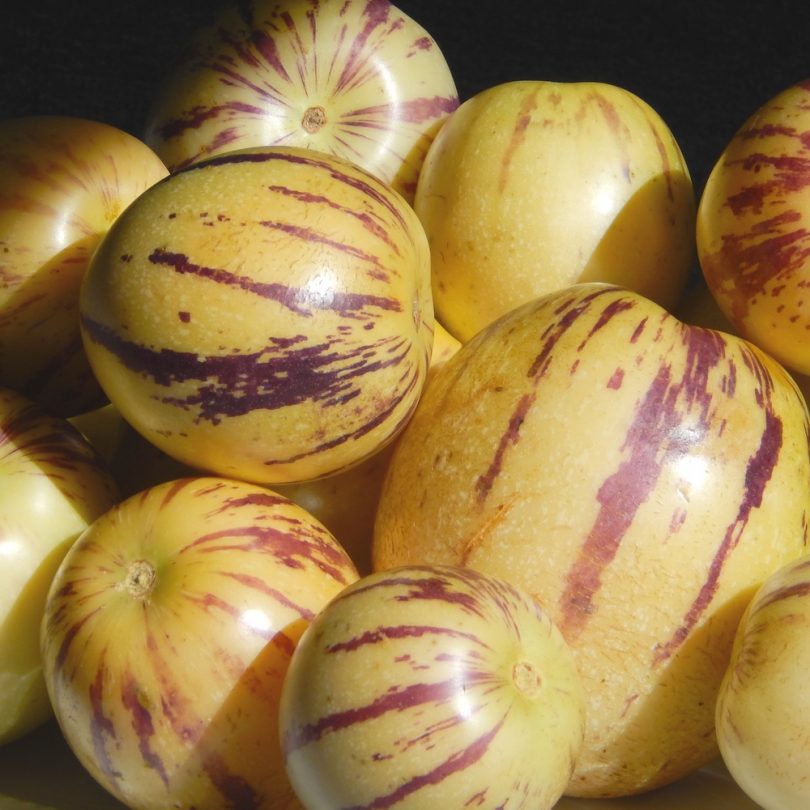 Poire-melon "Pepino" (Solanum muricatum) Graines