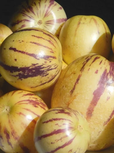 Poire-melon "Pepino" (Solanum muricatum) Graines