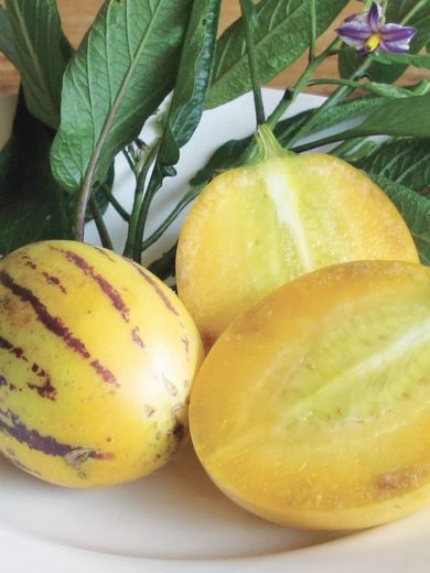 Poire-melon "Pepino" (Solanum muricatum) Graines – Image 2