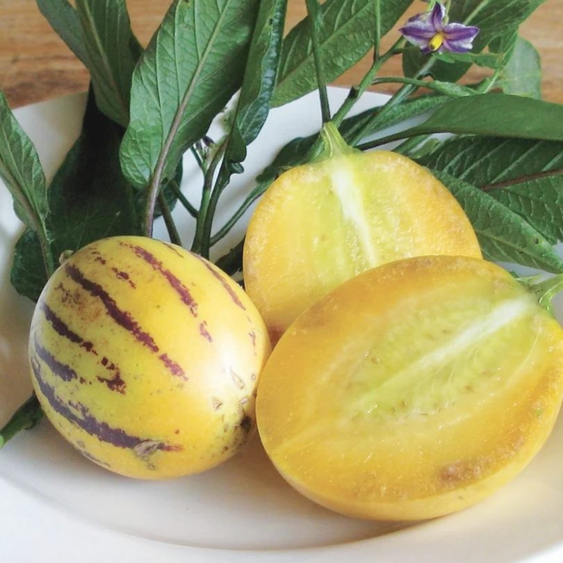 Poire-melon "Pepino" (Solanum muricatum) Graines – Image 2