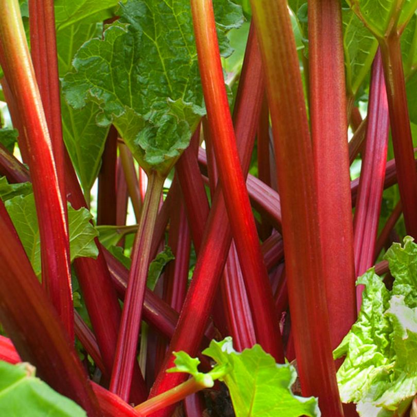 Rhubarbe Géante 'Victoria' Graines – Image 2