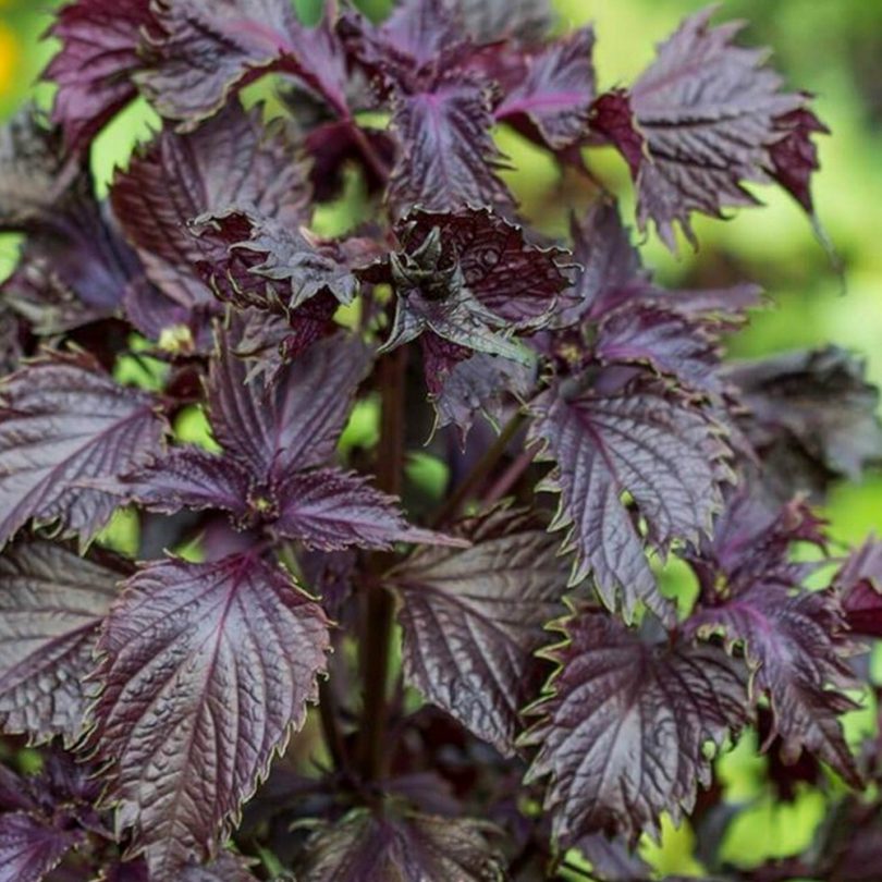 Shiso Pourpre (Akajiso, Perilla frutescens purpurea) Graines – Image 2
