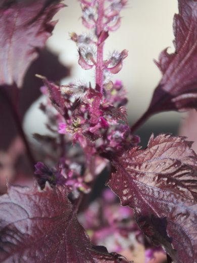 Fraise des bois 'Alexandria' Graines - Alsagarden