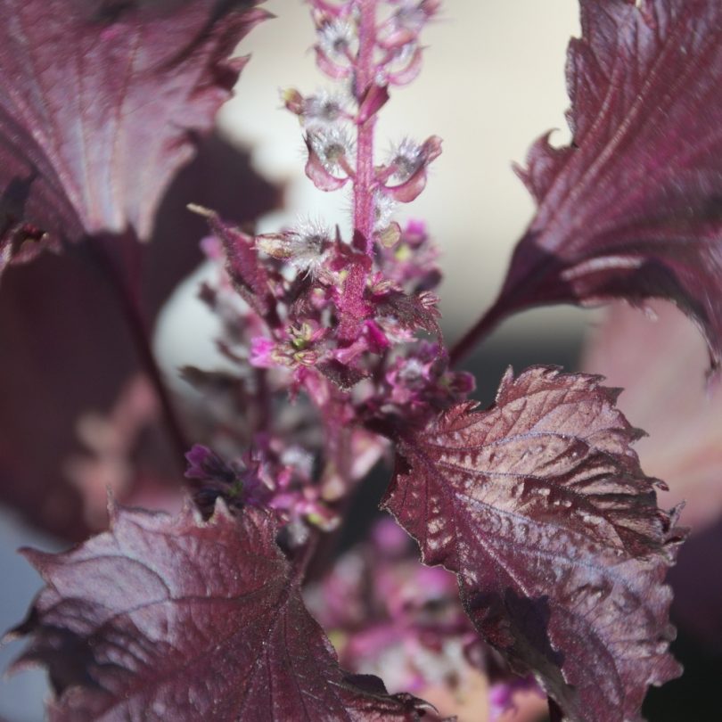 Shiso Pourpre (Akajiso, Perilla frutescens purpurea) Graines