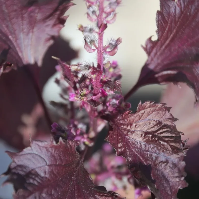 Shiso Pourpre (Akajiso, Perilla frutescens purpurea) Graines