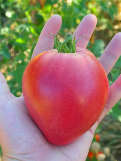 Coffret graines 12 tomates anciennes, vente au meilleur prix