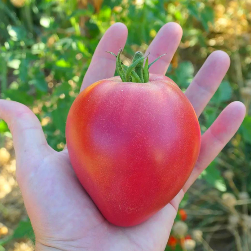 Tomate 'Coeur de Boeuf' (Variété véritable) Graines