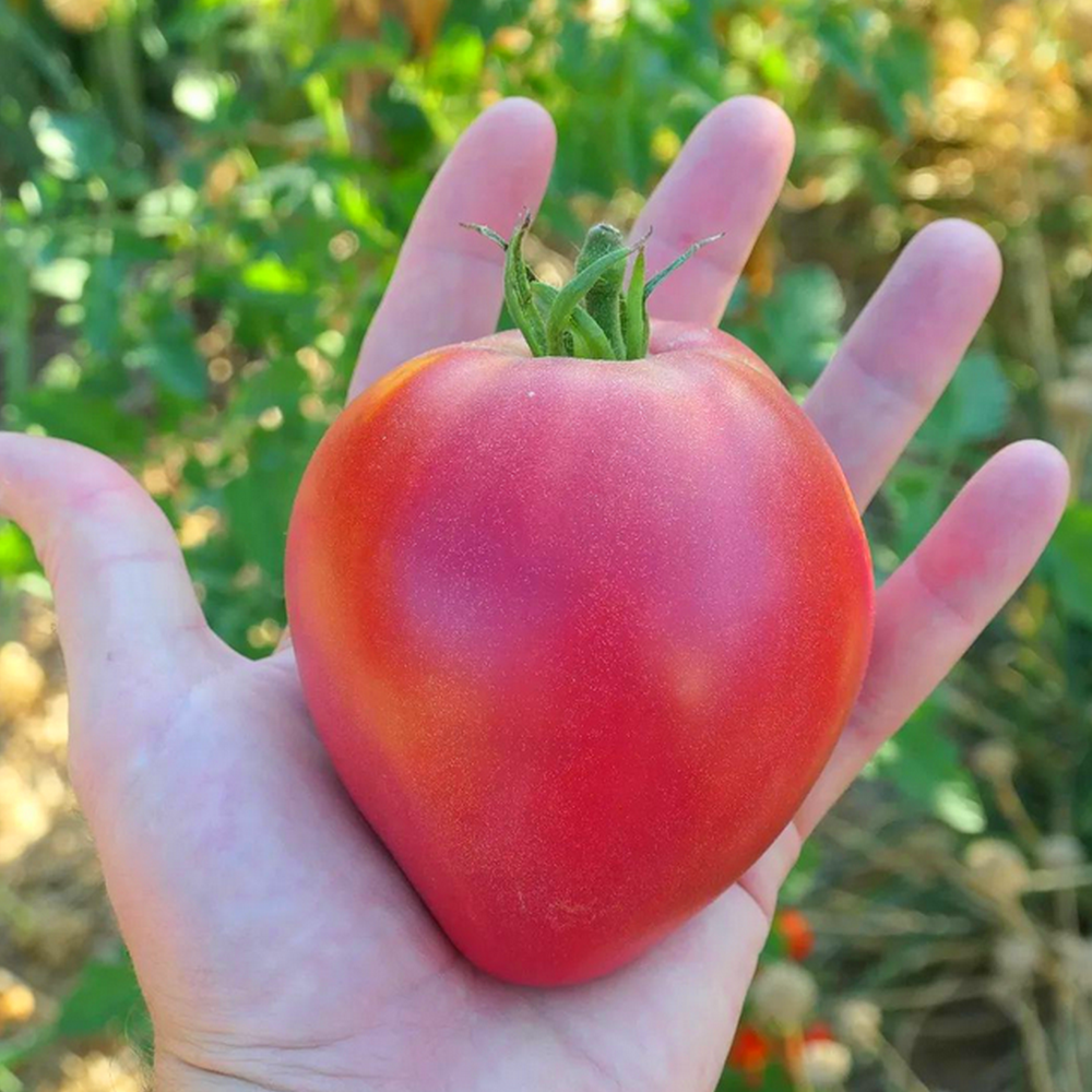 Tomate 'Coeur de Boeuf' (Variété véritable) Graines - Alsagarden