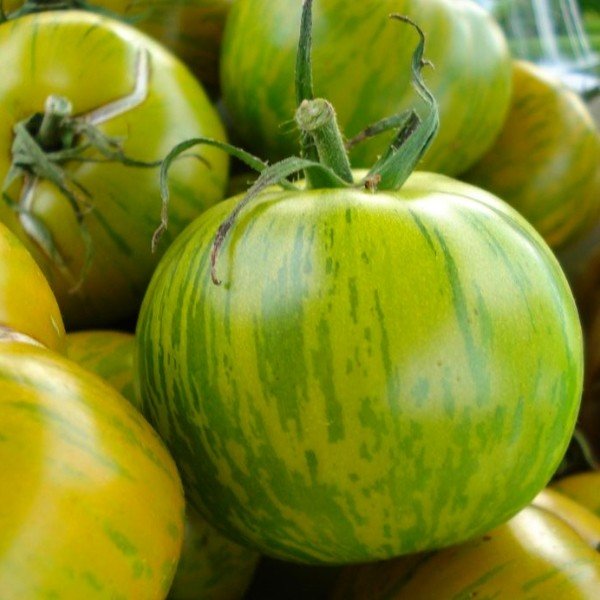 Tomate 'Green Zebra' Graines