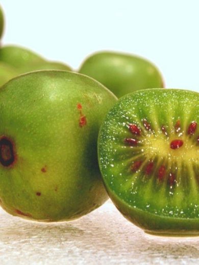 Actinidia arguta (Kiwaï, Kiwi de Sibérie) Graines