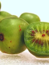 Actinidia arguta (Kiwaï, Kiwi de Sibérie) Graines