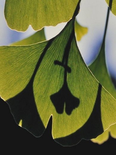 Ginkgo biloba (Arbre aux quarante écus) Jeune Plant