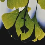 Ginkgo biloba (Arbre aux quarante écus) Jeune Plant